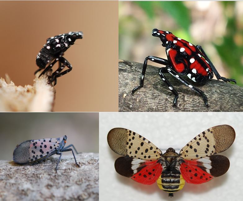 Has anyone seen Spotted Lanternflies? Spotted-lanternfly-nymphs-adults