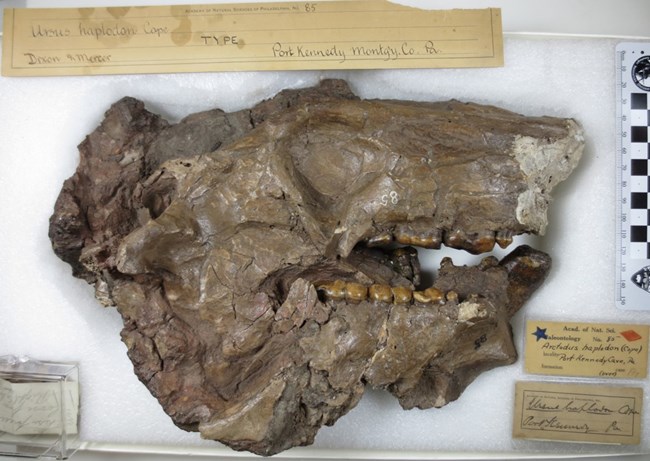 photograph, indoors, archival, skull, fossil, bear, Academy of Natural Sciences, Drexel University