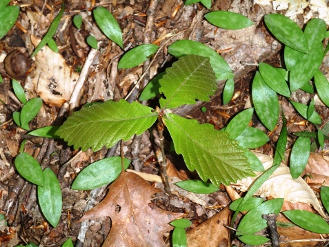 Seedlings blooming on the forest floor