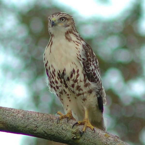a hawk grabs onto a tree branch with sharp talons
