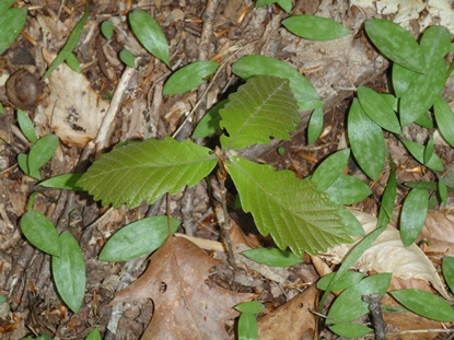 Oak & Trout Lilly