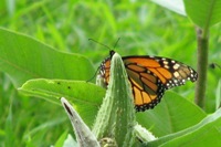Monarch butterfly on milkweed