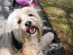Furry dog on leash.