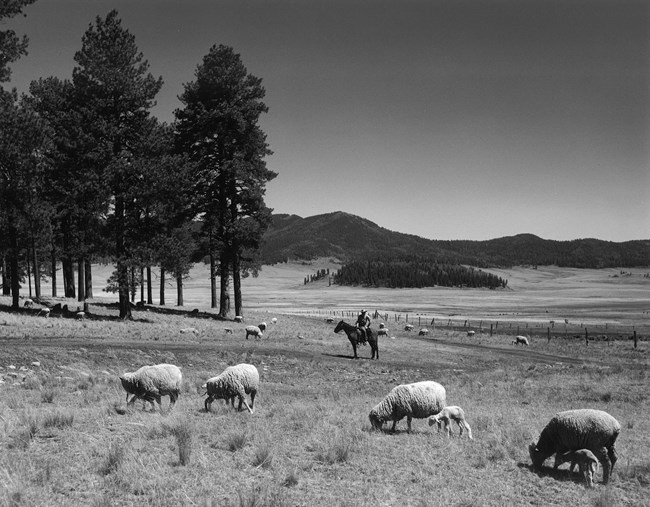 A man on horseback oversees sheep grazing in a vast grassland.