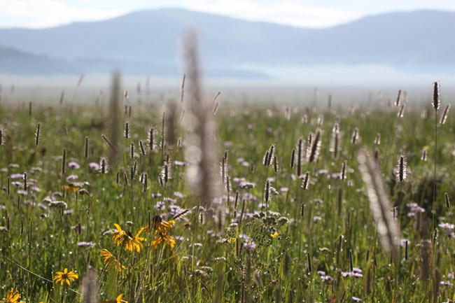 Tall grasses and wildflowers in a vast grassland