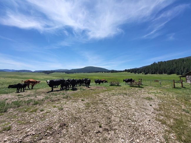 A herd of cattle in a grassy valley
