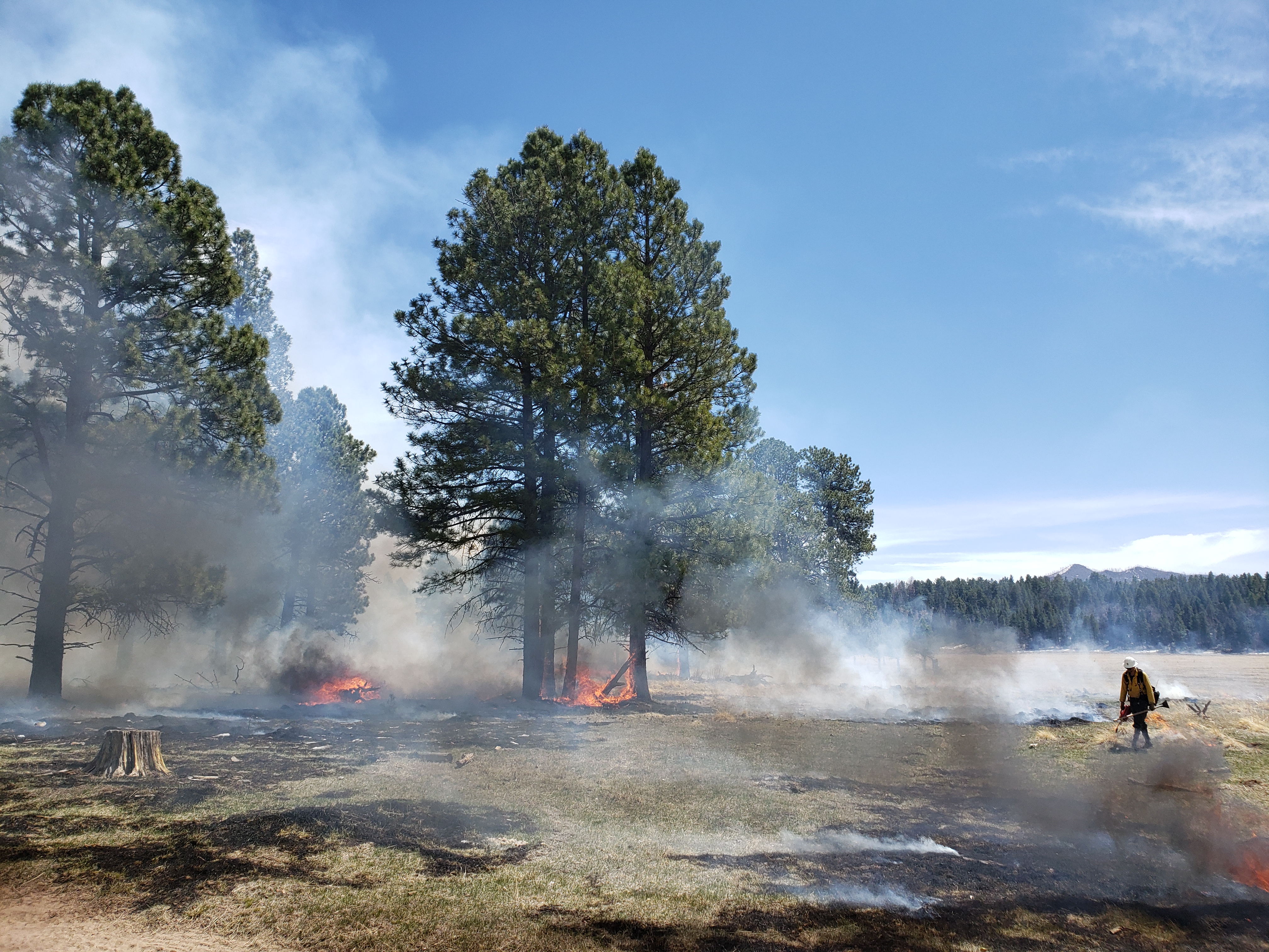 Cajete Meadow Rx 2021 Smoke rises from burning grass in front of a few ponderosa pine trees.