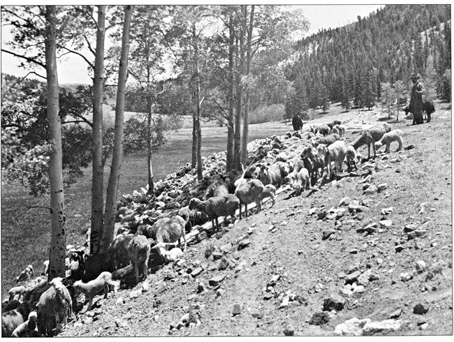 Historic black and white photo of hundreds of sheep grazing along a grassy hillside.
