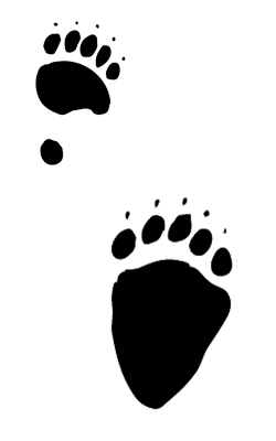 Illustration of a black bear track