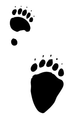 Bear Track Illustration of a black bear track