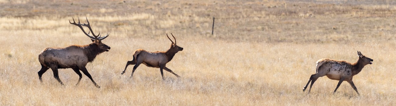 Three elk run across a grassland