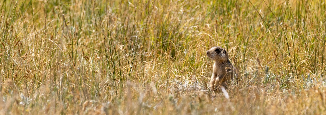 A solitary prairie dog stands at attention in a grassy field.