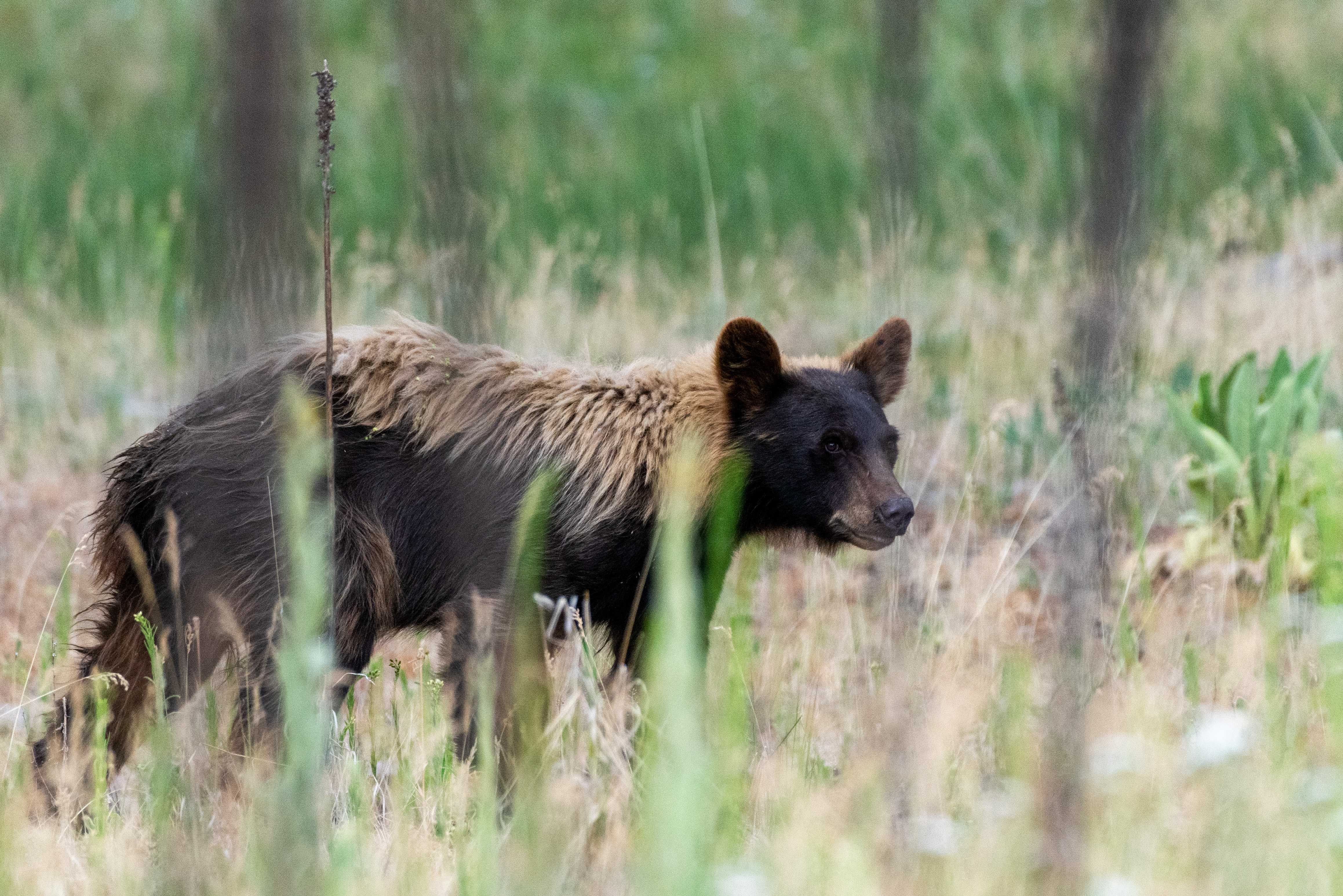 A black bear lumbering through old-growth ponderosa forest.