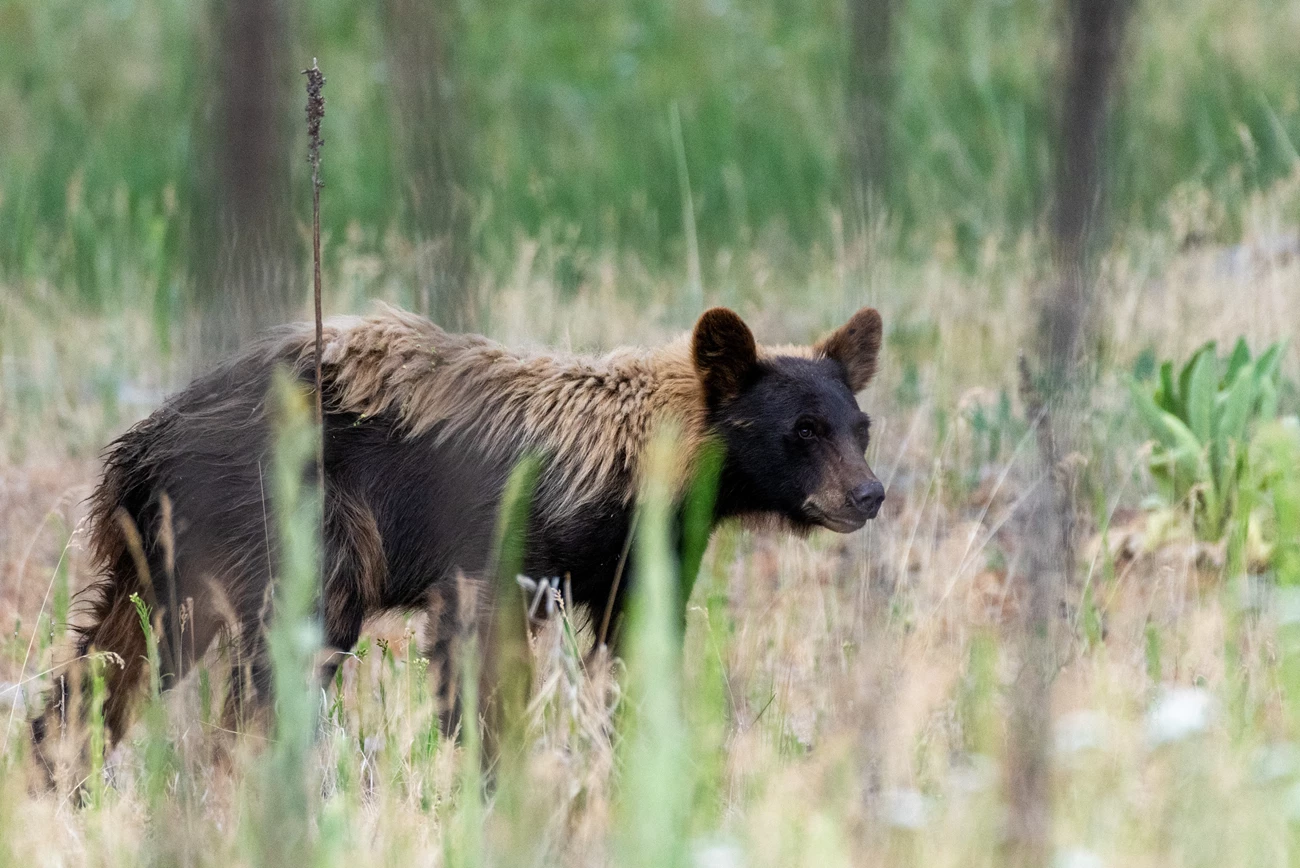 CL_RS_Bear_0066 A black bear lumbering through old-growth ponderosa forest.