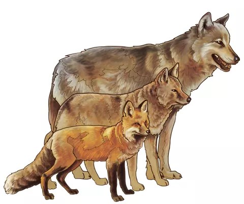 A size comparison of three canid species: the red fox (small), coyote (medium), and wolf (large)