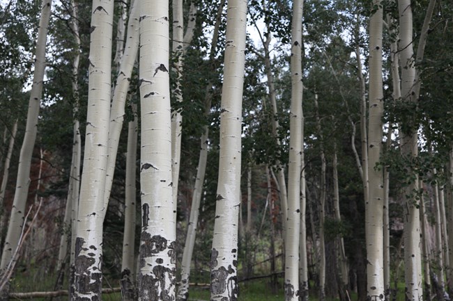 A grove of aspen trees with smooth, white bark