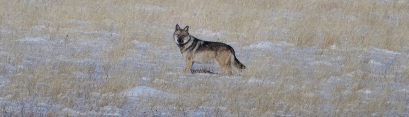 Mexican wolf standing in a snowy grassland.