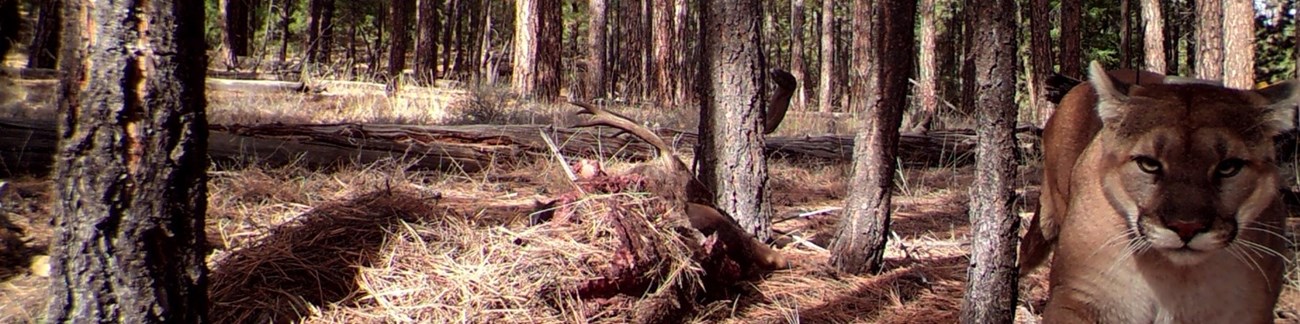 A mountain lion visiting an elk carcass in the forest.