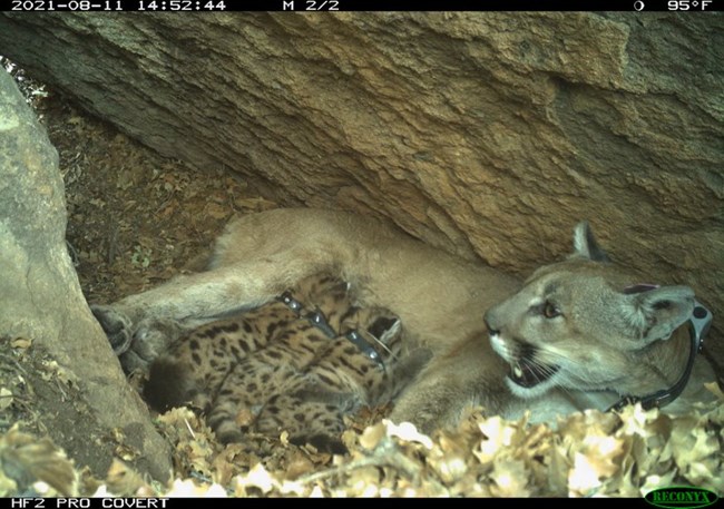 A mountain lion and its cubs in a den.