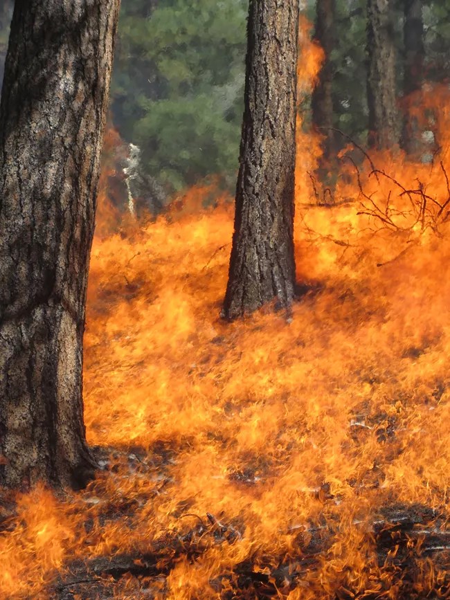 A small prescribed fire burns the forest floor beneath pine trees