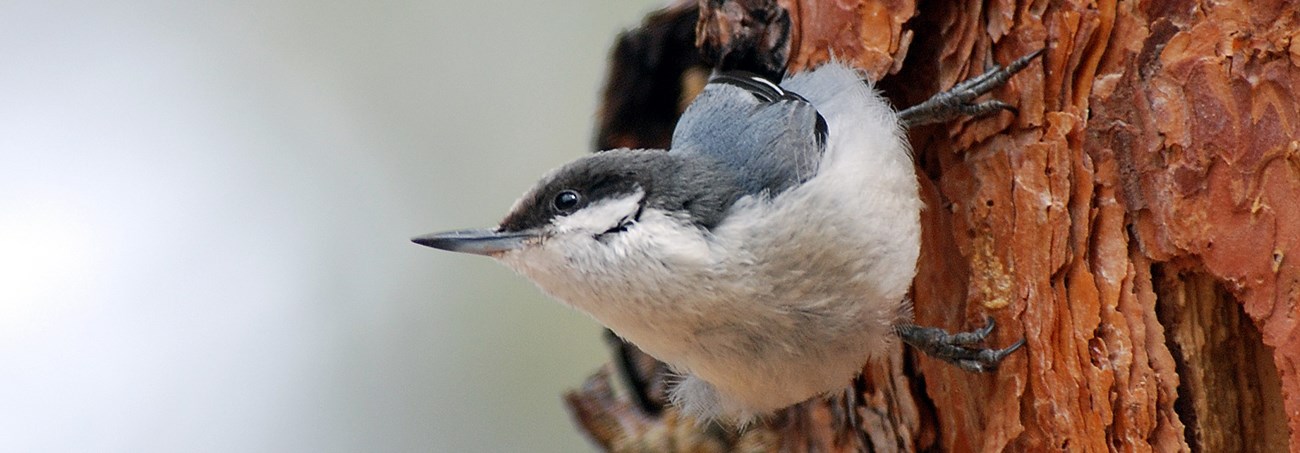 A small, black and white bird perches sideways on a tree trunk.