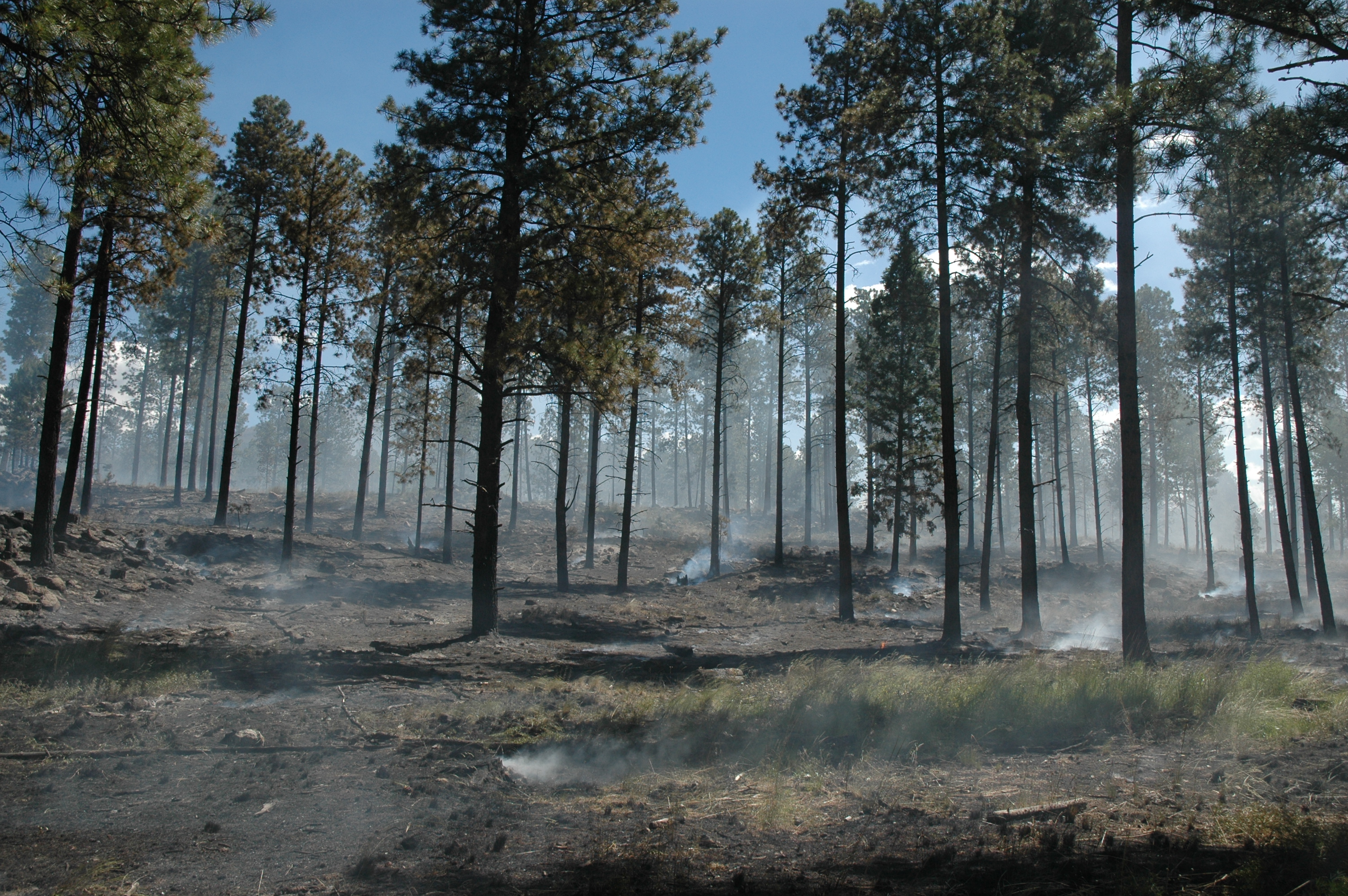 Managed for resource benefit, the lightning caused Big Hat Fire moves slowly through a recently thinned area in the Valles Caldera National Preserve.