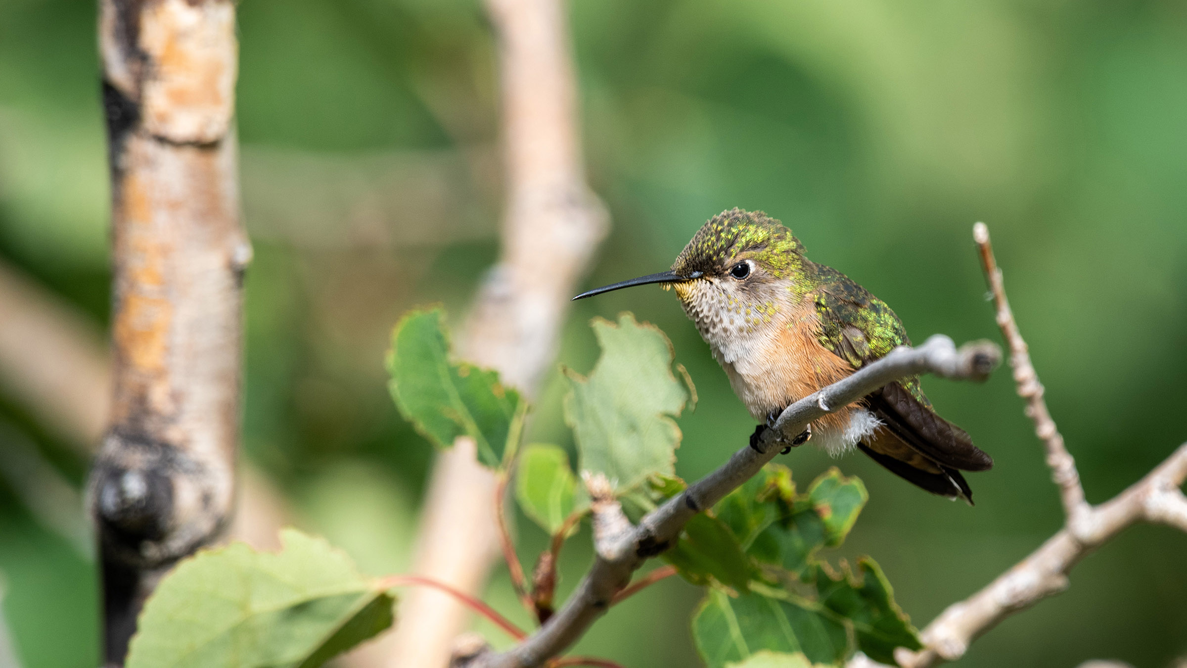 Hummingbird on Cerro Abrigo Hummingbird sitting on an aspen branch on Cerro Abrigo