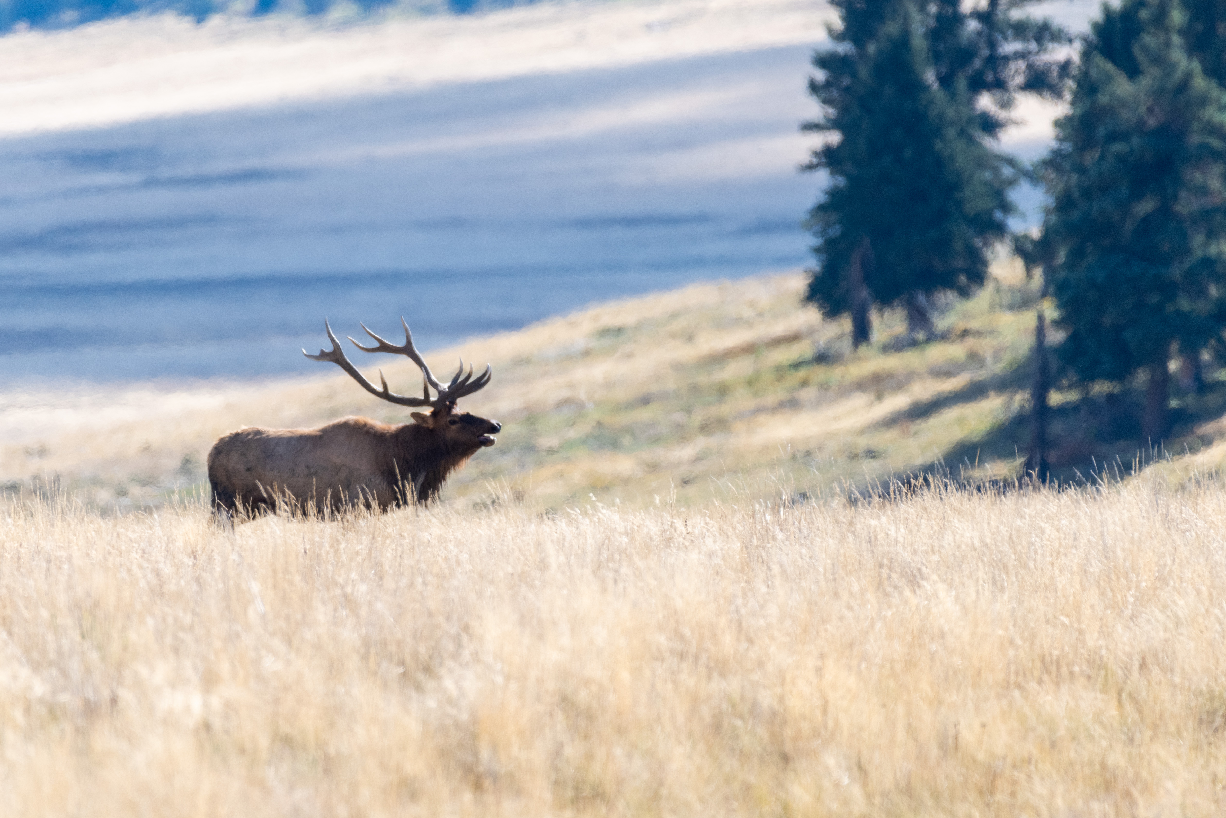 A large bull elk bugles during the fall rut
