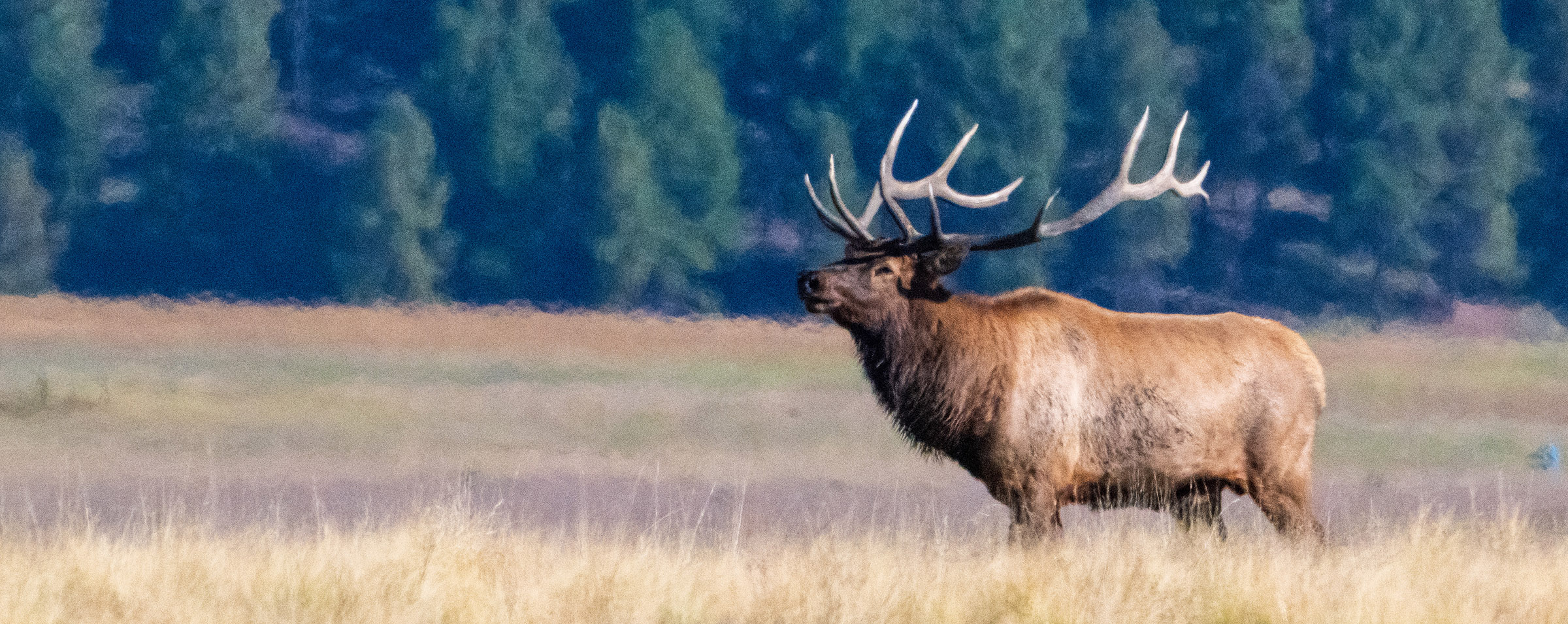 Bull elk in Valle Grande during September 2024 rut. Bull elk surveys the surrounding grassland.