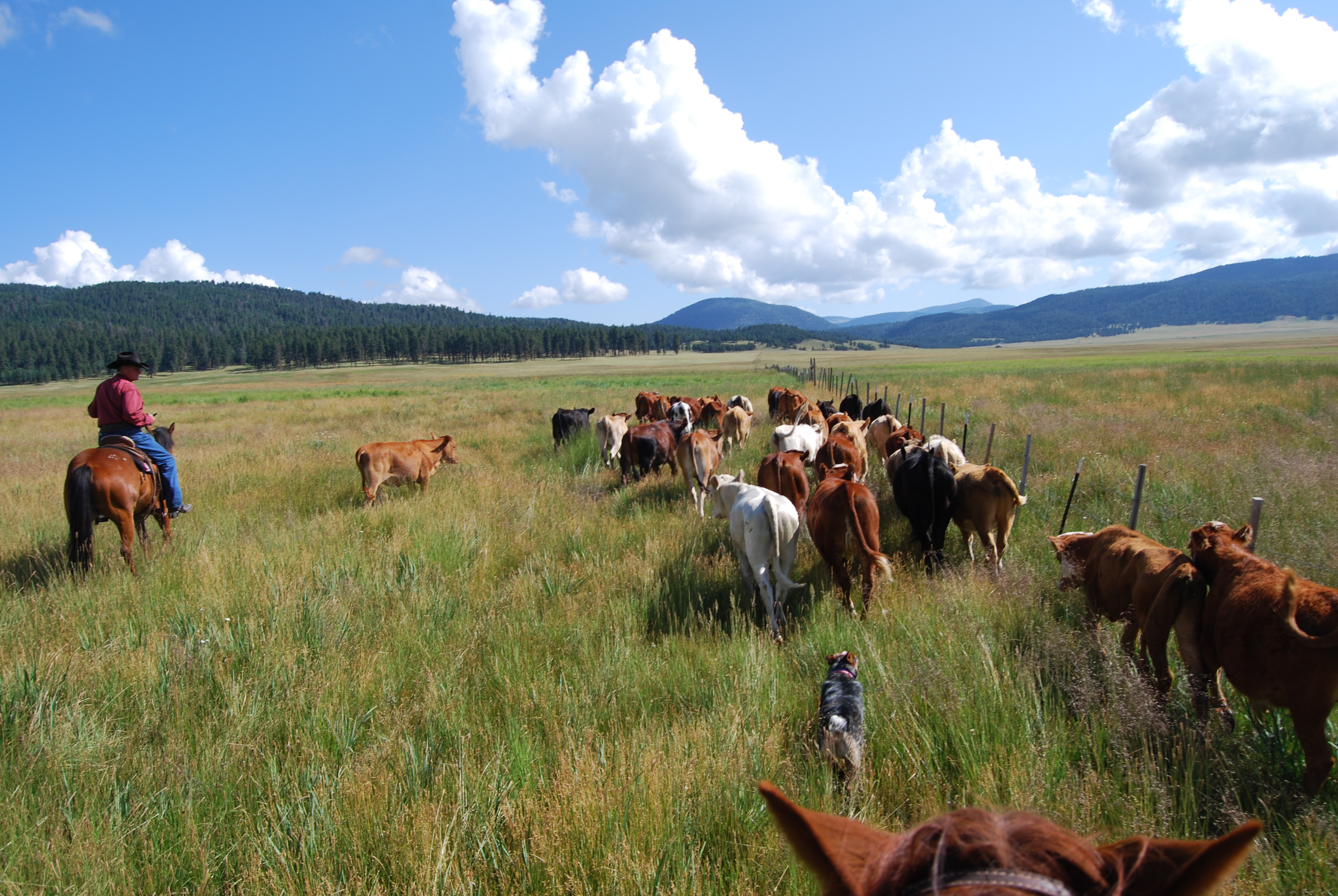 A range rider moves cattle along a fenceline within the Valles Caldera National Preserve.