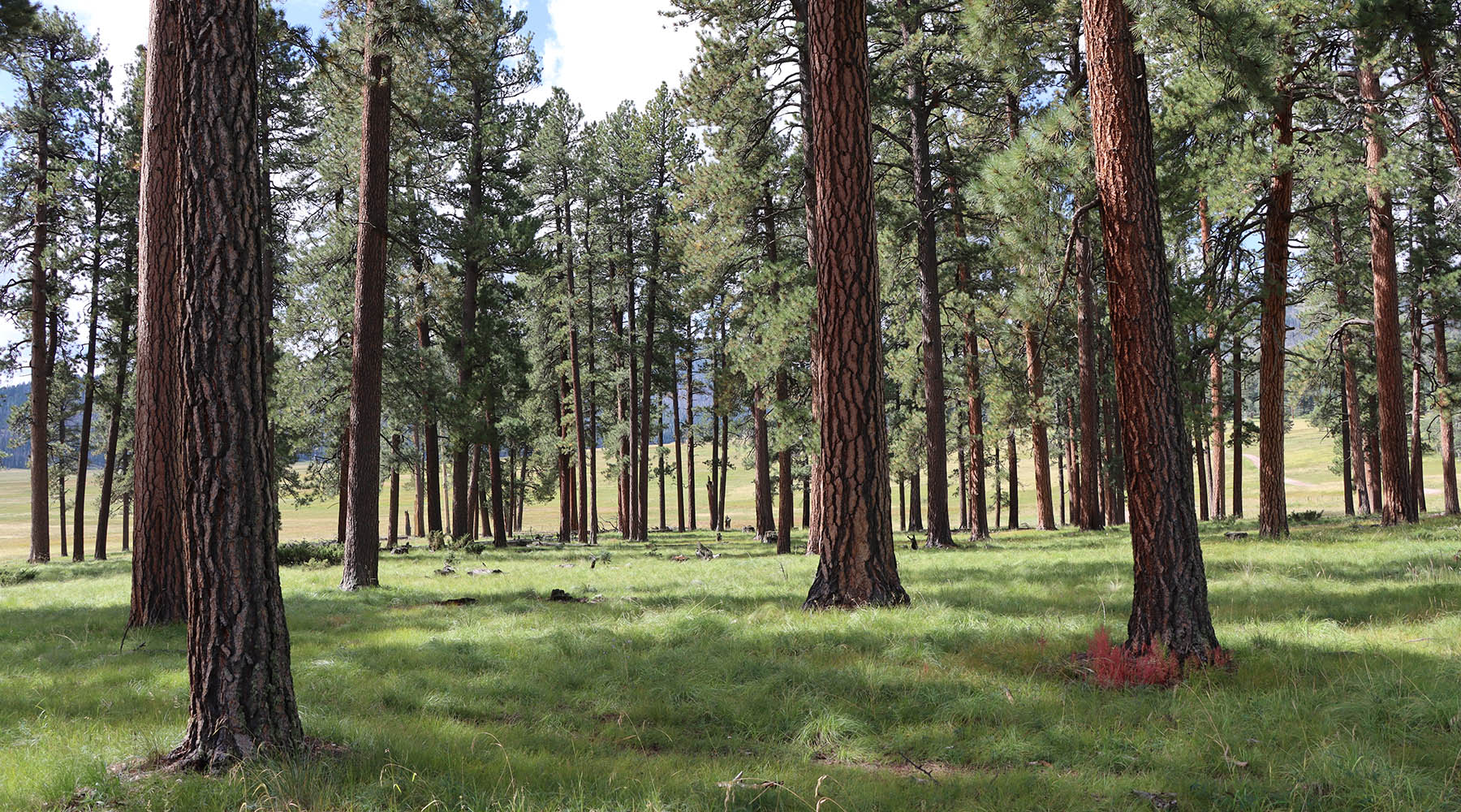 Large ponderosa trees with grassy understory.