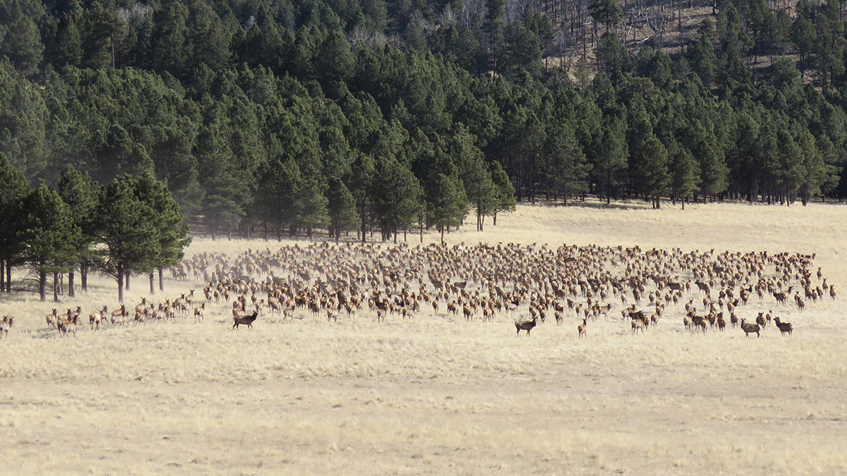 A large herd of elk emerge from a forest and stand in a grassland.