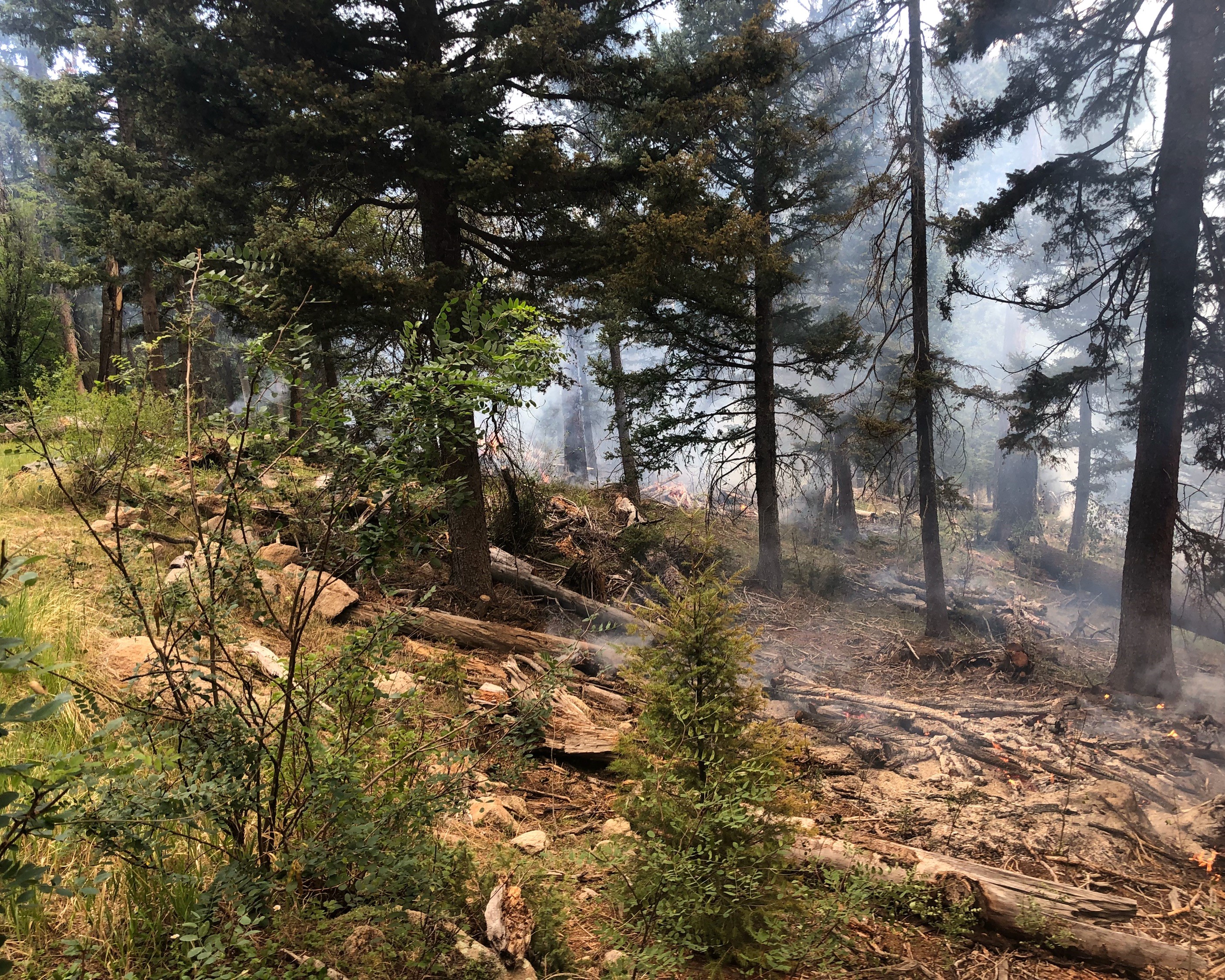 Photograph of smoldering vegetation from Hidden Valley Fire