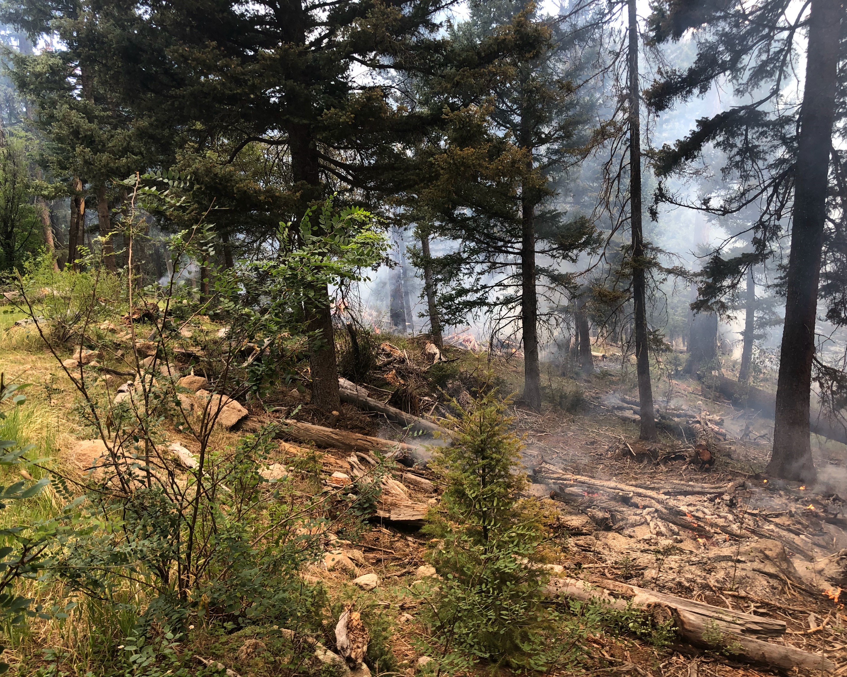 Photograph of smoldering vegetation from Hidden Valley Fire