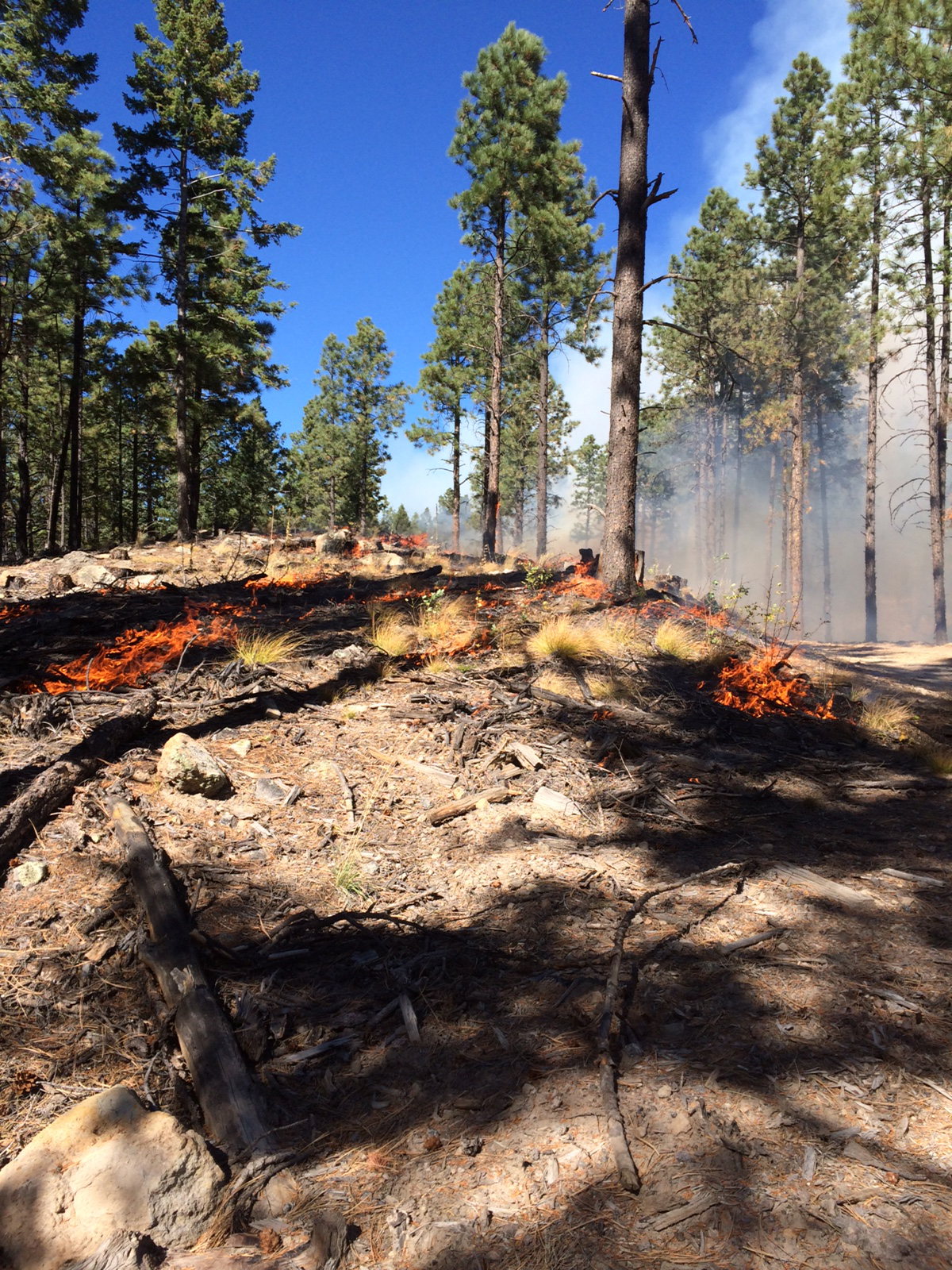 Low flames burn up ground litter and leave trees unharmed
