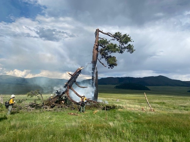 Lightning-struck tree Firefighters monitor a tree that caught on fire after being struck by lightning.