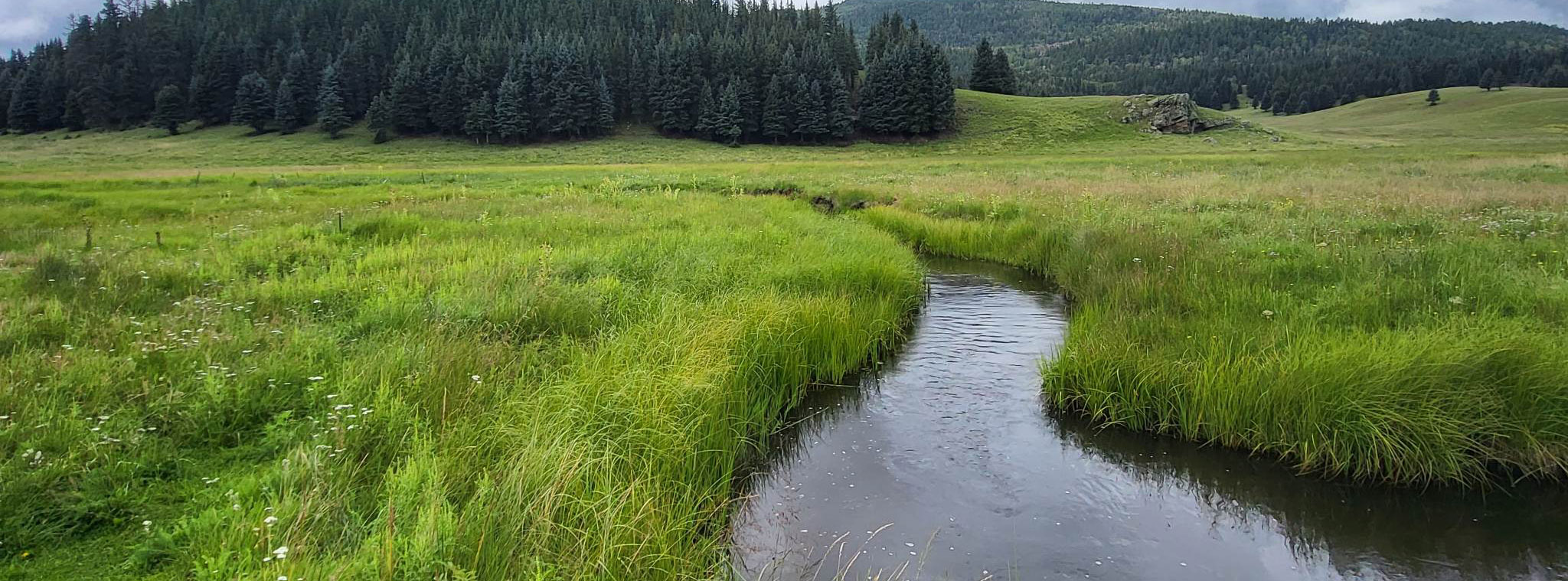 San Antonio Creek A creek flows through a lush grassland surrounded by forested mountains.