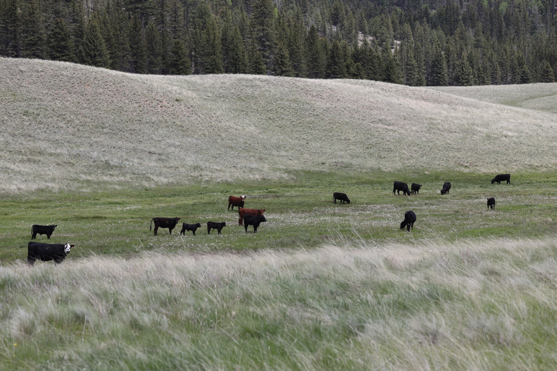 Trespass cattle grazing in a grassland in 2023