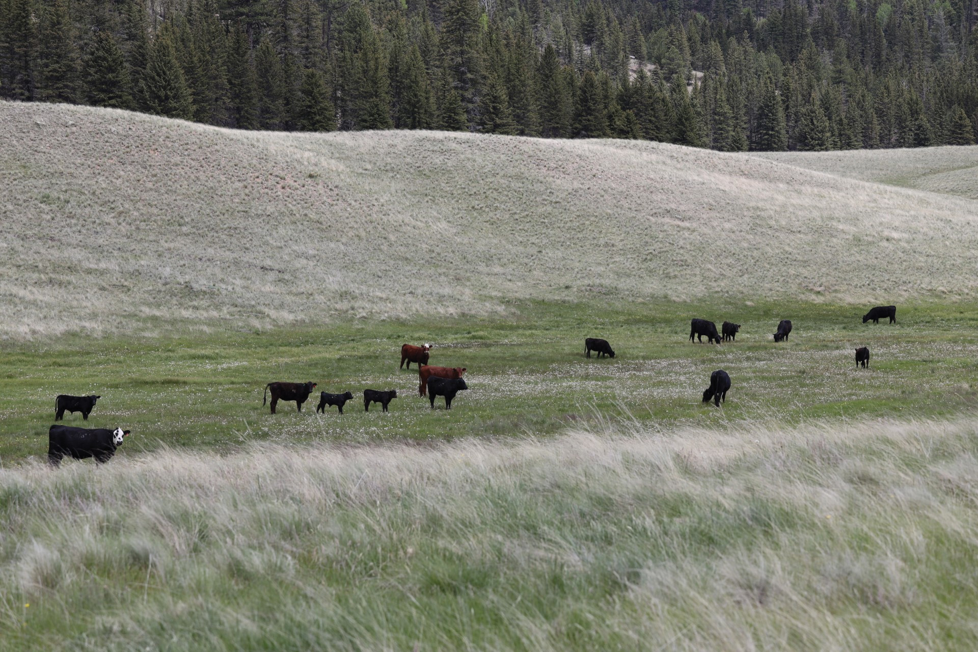 Trespass Cattle 2023 Trespass cattle grazing in a grassland in 2023
