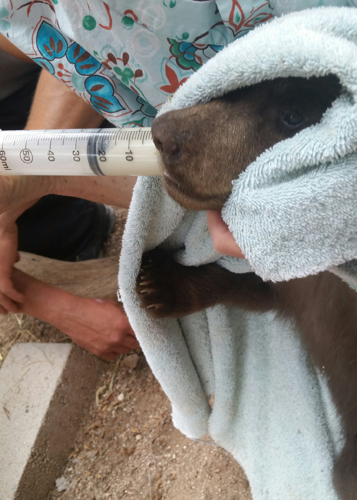 Black bear cub nursing from bottle held by rescue worker. Source: NMDGF