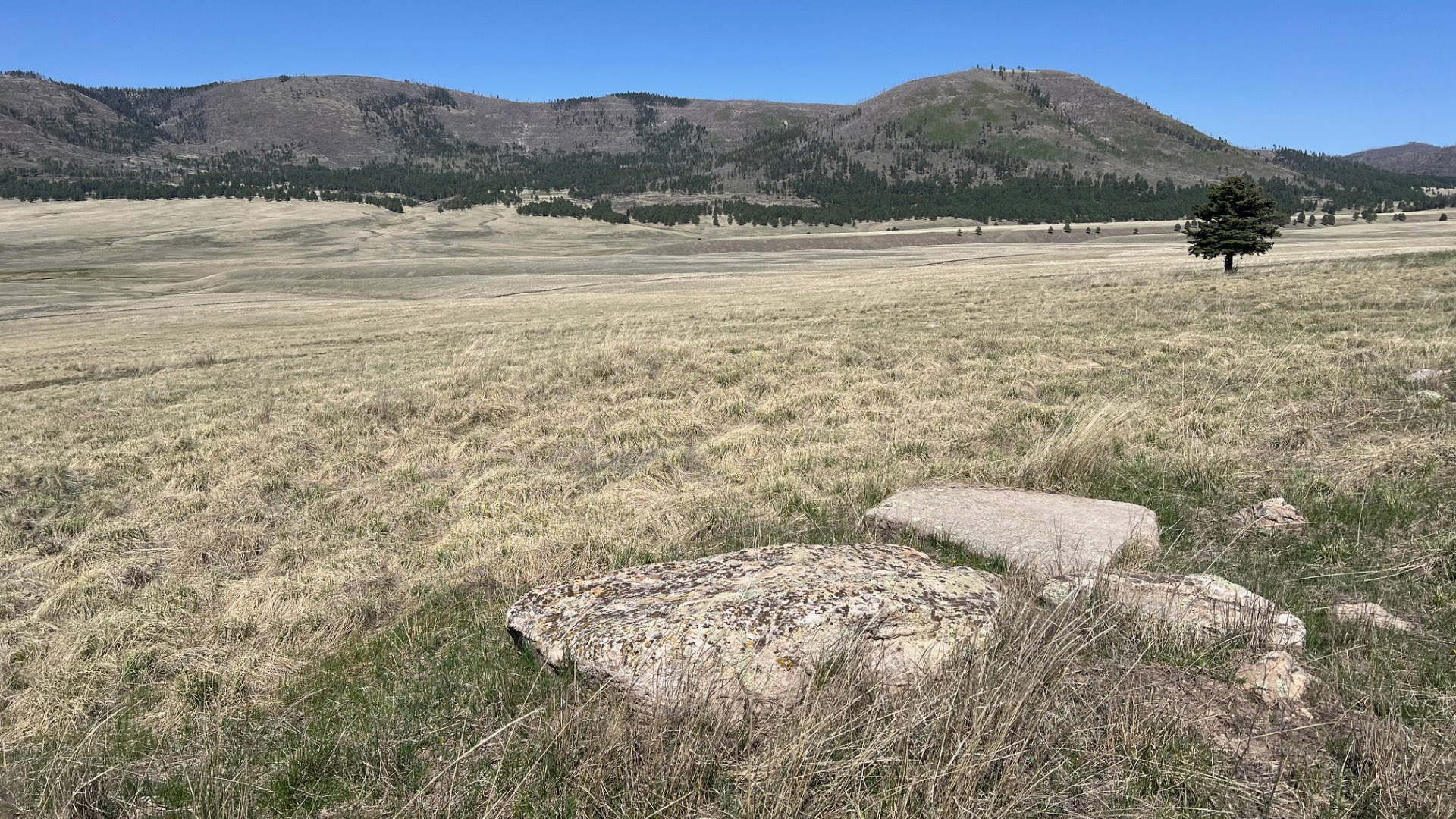 Valle Toledo from southern side View across a large grassland valley with forested mountains in the distance.