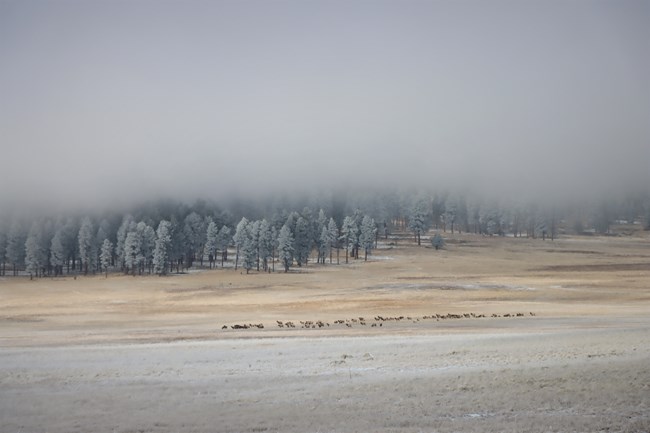 A herd of elk grazing in a snowy field with looming fog overhead