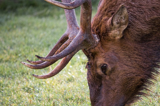 Bull elk up close