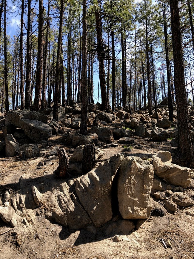A forest of trees grows along a boulder filled hillside.