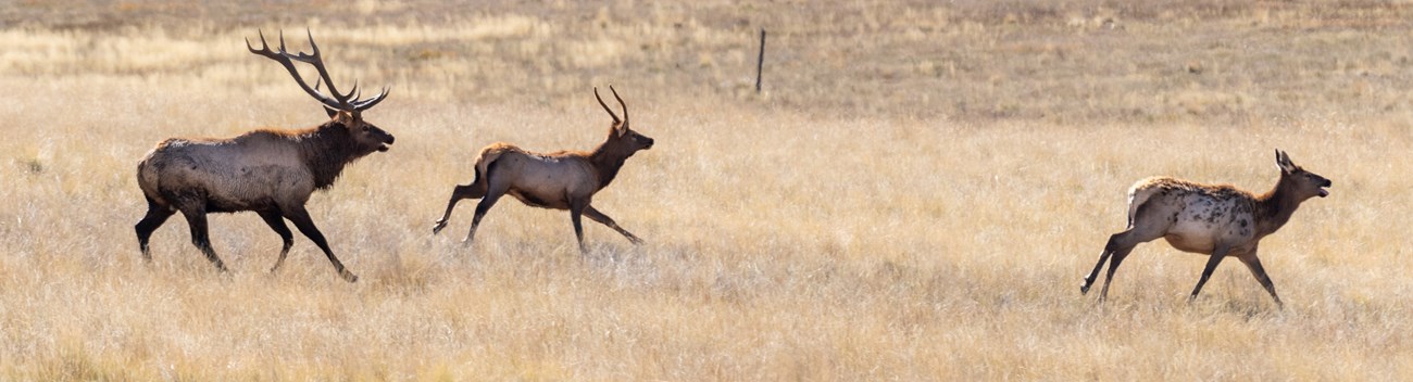 A large bull elk chasing after two other elk.