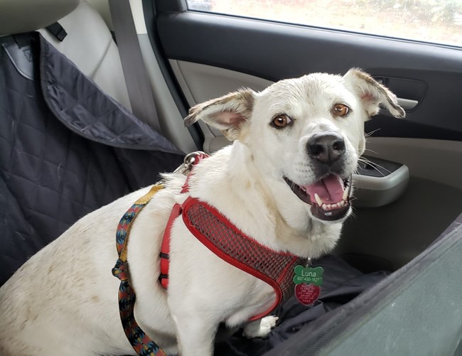 White dog sitting in car, smiling widely at the camera.
