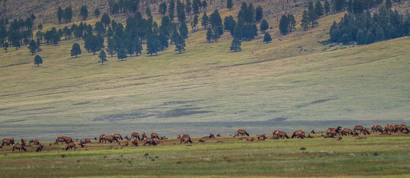 A distant herd of elk grazing in a montane grassland.