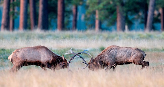 Two bull elk fight using their antlers.