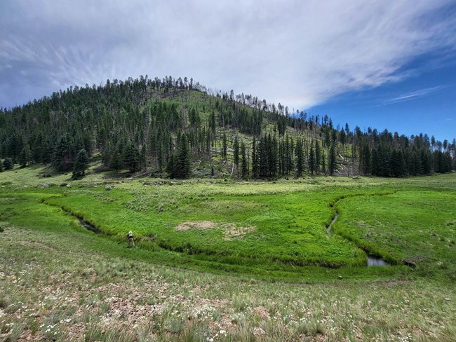 A fisherman casts into a narrow stream surrounded by grassy montane meadows.