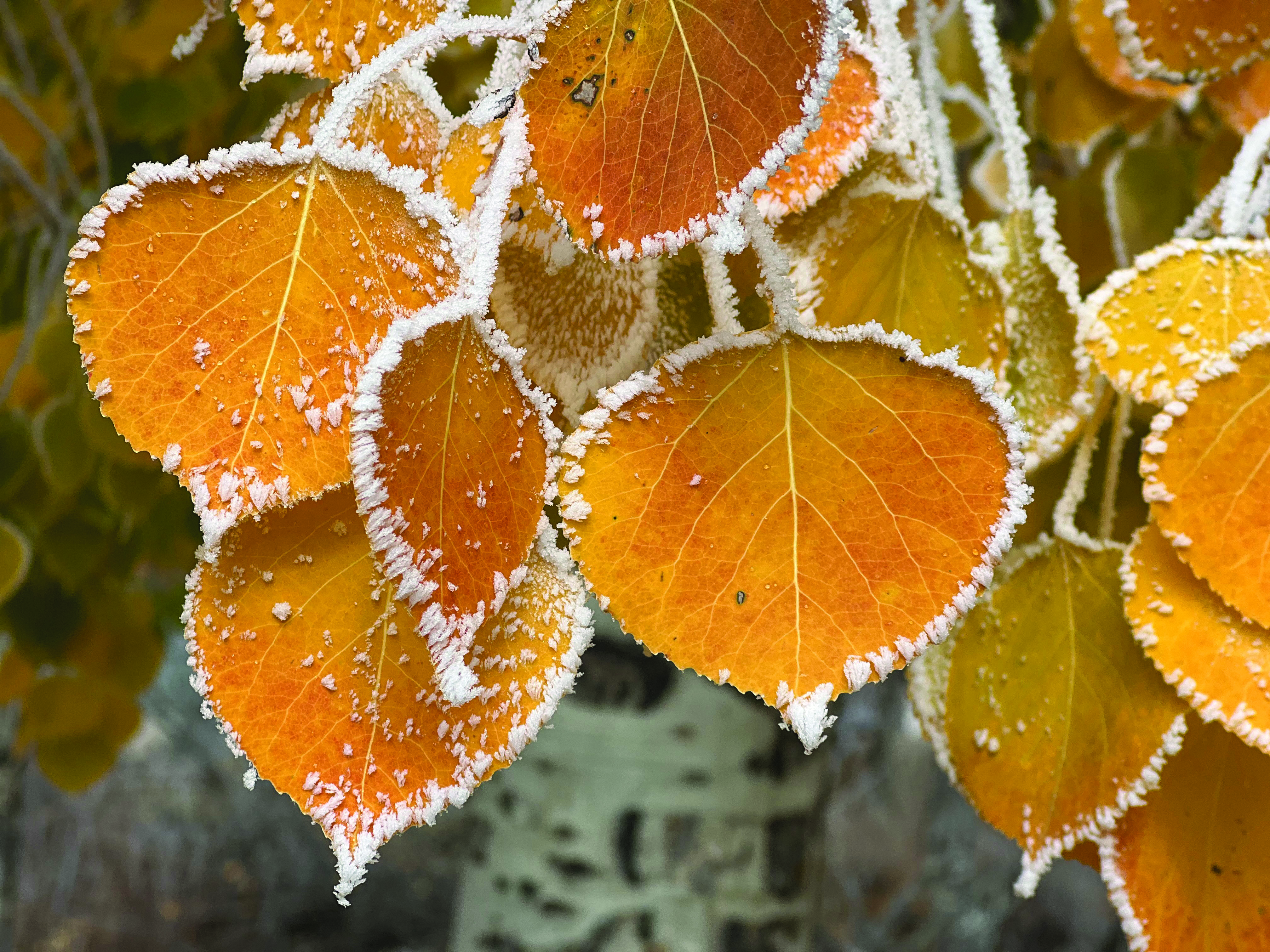 Golden aspen leaves with frosty edges